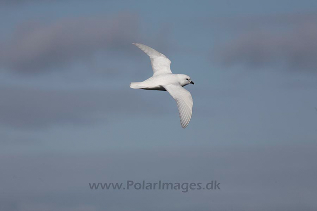 Snow petrel_MG_7891