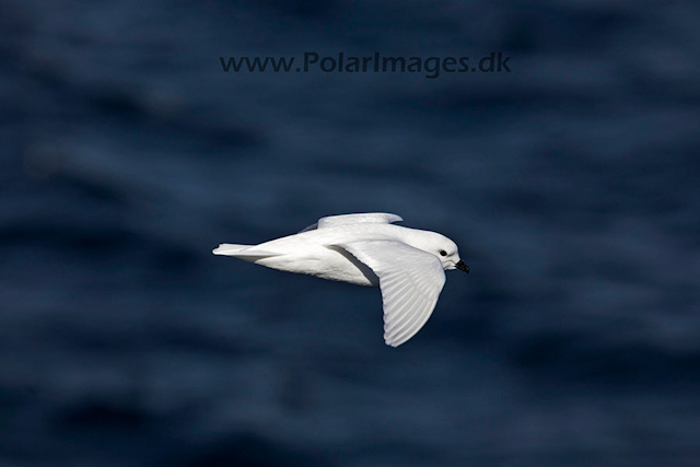 Snow petrel_MG_7900