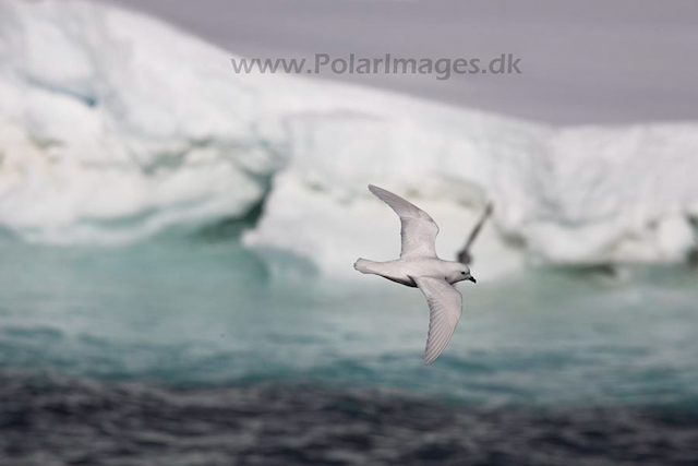 Snow petrel_MG_7911