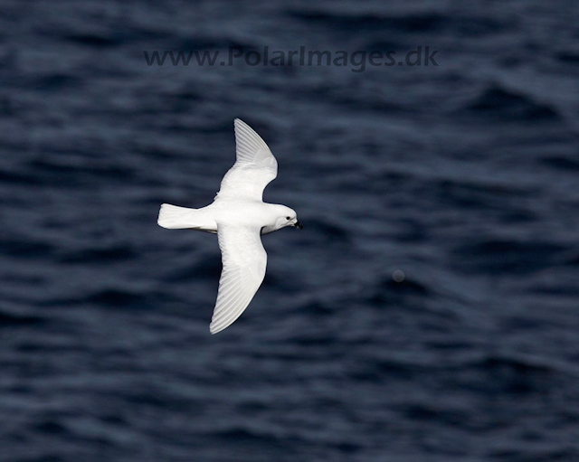 Snow petrel_MG_7914