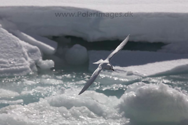 Snow petrel_MG_7937