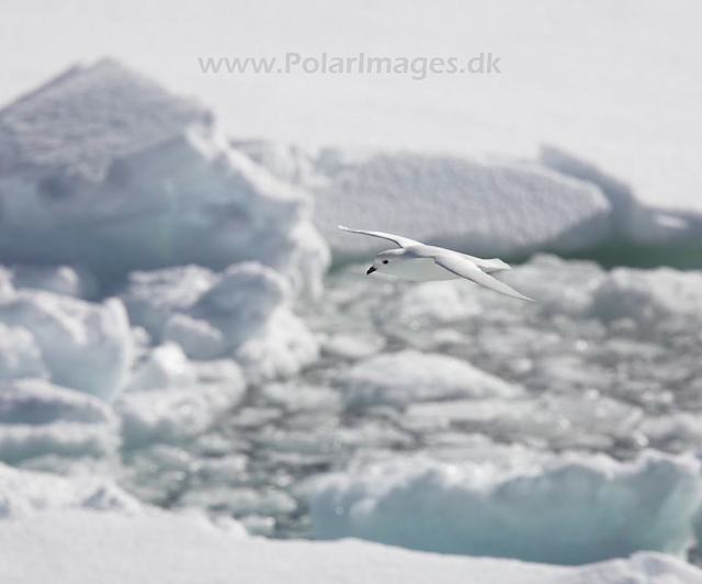 Snow petrel_MG_7938