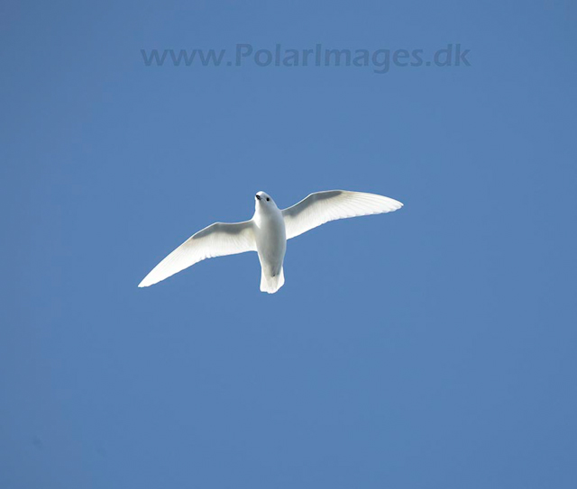 Snow petrel_MG_7944