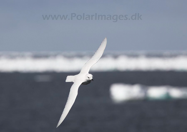 Snow petrel_MG_7945