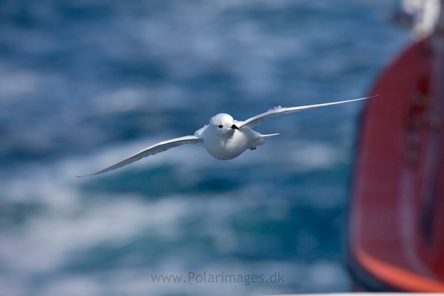 Snow petrel, Southern Ocean_MG_9379