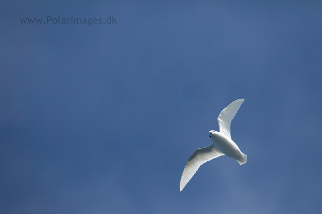 Snow petrel, Southern Ocean_MG_9439