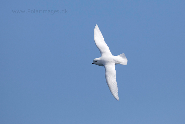 Snow petrel, Southern Ocean_MG_9456