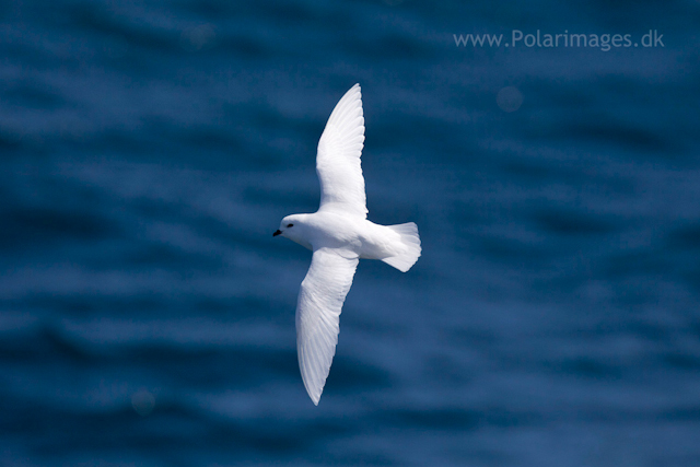 Snow petrel, Southern Ocean_MG_9492