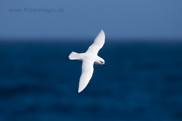 Snow petrel, Southern Ocean_MG_9502