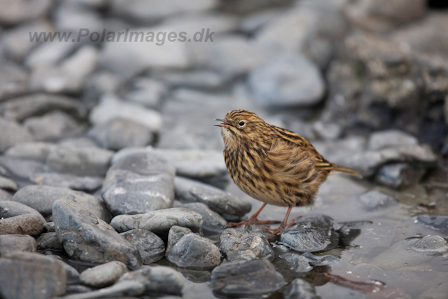 South Georgia Pipit, Prion Island_MG_1773