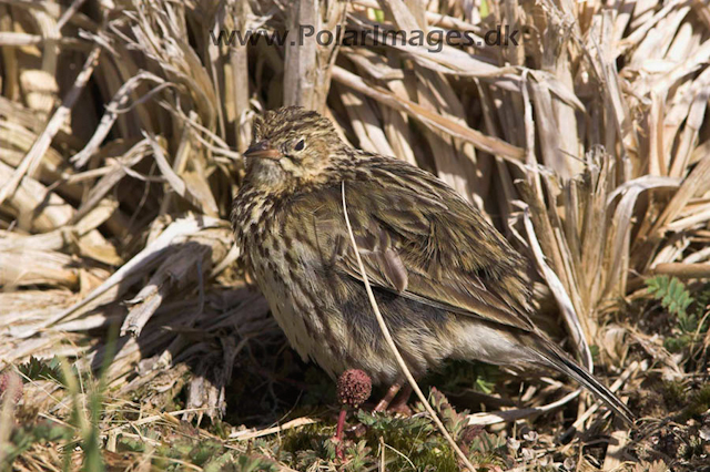 South Georgia Pippet PICT6504