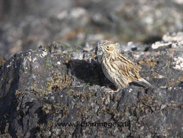 South Georgia pipit_MG_3244