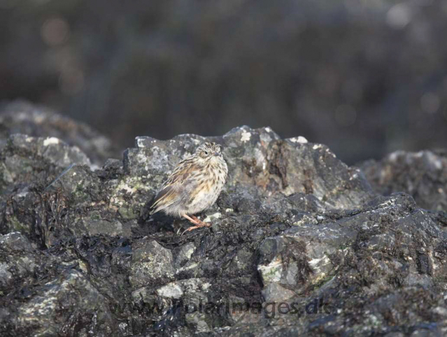 South Georgia pipit_MG_3249