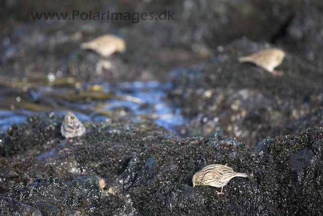 South Georgia pipit_MG_3255