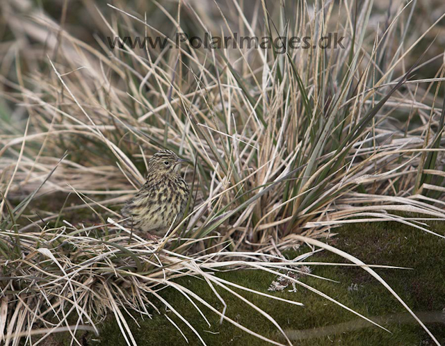 South Georgia pipit, Prion Island_MG_7266