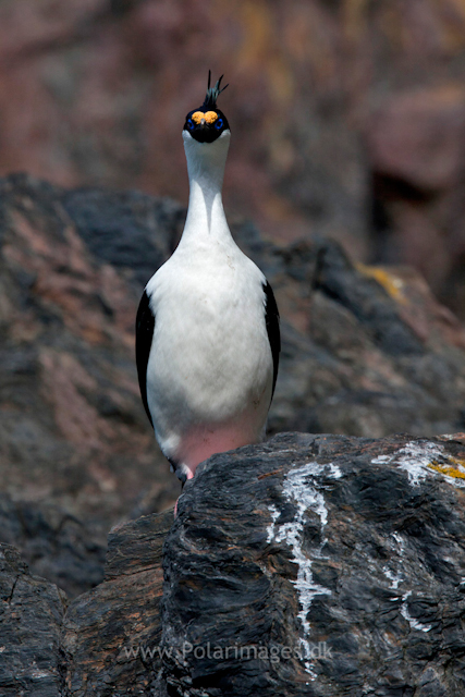 South Georgian shag, Cooper Bay_MG_8986