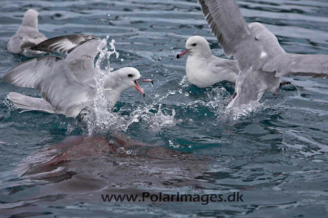 Southern Fulmars feeding - Paradise Bay_MG_3924