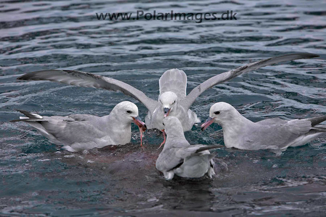 Southern Fulmars feeding - Paradise Bay_MG_3932