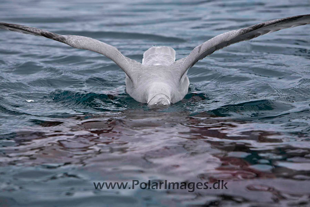 Southern Fulmars feeding - Paradise Bay_MG_3934