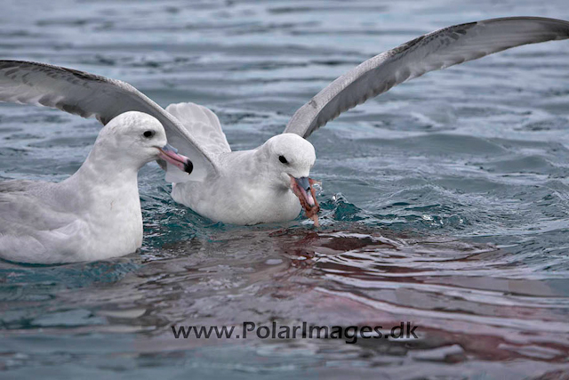 Southern Fulmars feeding - Paradise Bay_MG_3936