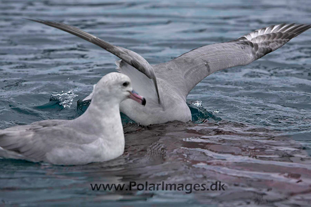 Southern Fulmars feeding - Paradise Bay_MG_3937