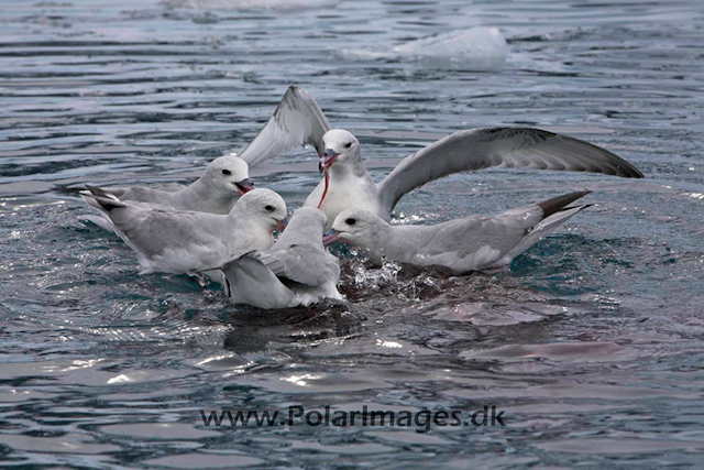 Southern Fulmars feeding - Paradise Bay_MG_3939