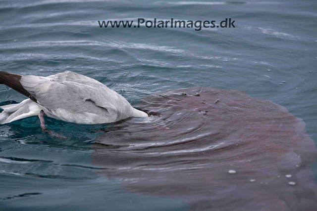 Southern Fulmars feeding - Paradise Bay_MG_3948