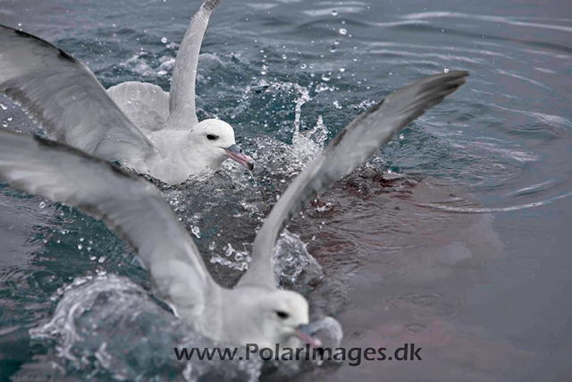 Southern Fulmars feeding - Paradise Bay_MG_3951