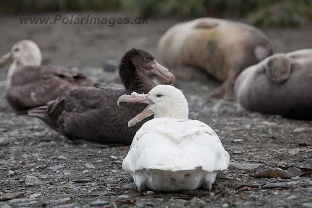 Southern Giant Petrel_MG_6055