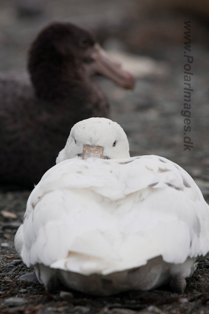 Southern Giant Petrel_MG_6061