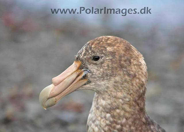 Southern Giant petrel_MG_8062