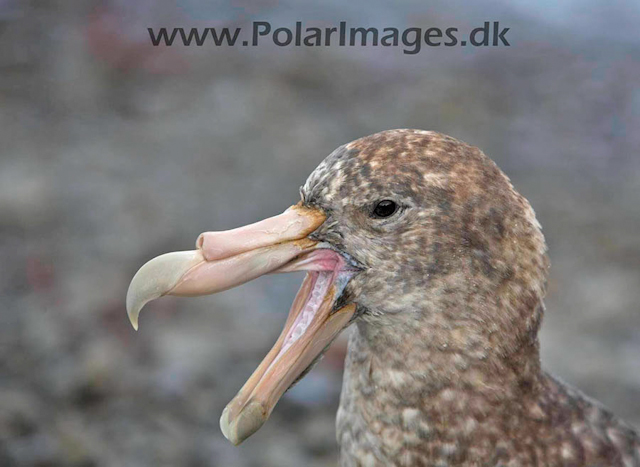 Southern Giant petrel_MG_8070