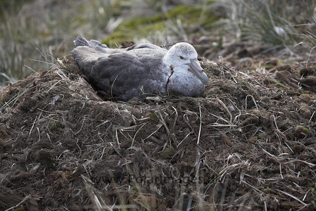 Southern Giant petrel on nest, SG_MG_7253