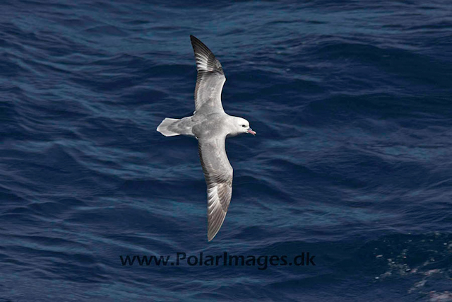 Southern fulmar_MG_3423