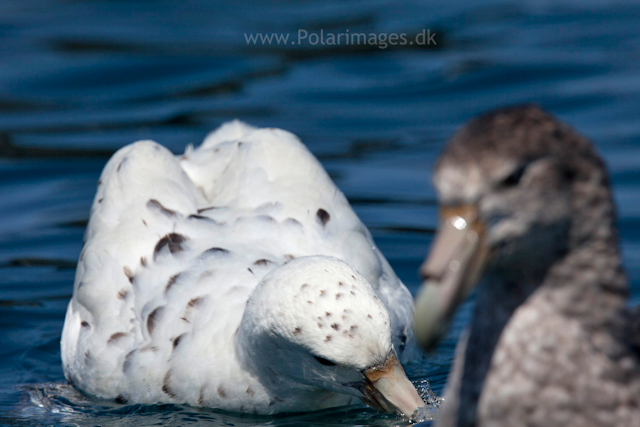 White morph Southern giant petrel_MG_9795