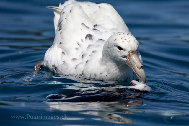 White morph Southern giant petrel_MG_9809