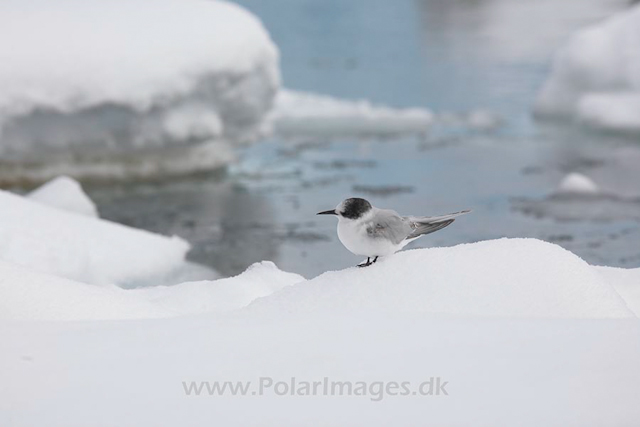 Young Antarctic  tern_MG_8499