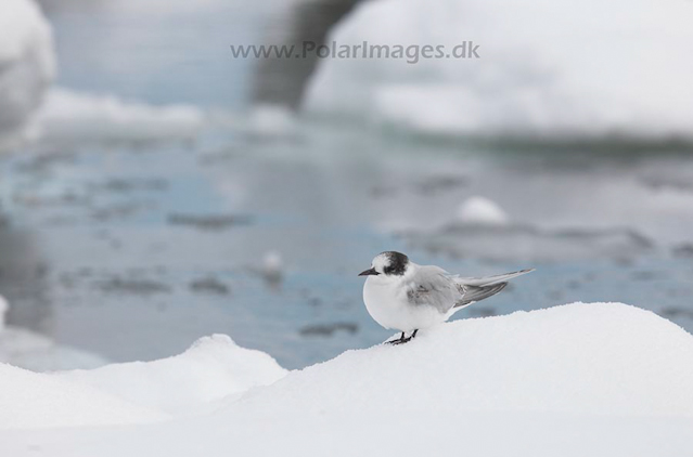 Young Antarctic tern_MG_8502