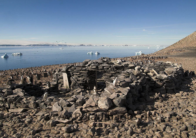 Larsen's hut, Paulet Island 0016