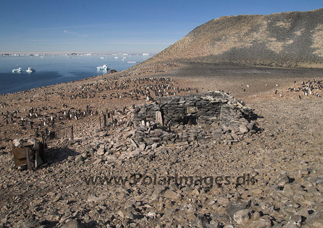 Larsen's hut, Paulet Island 0031