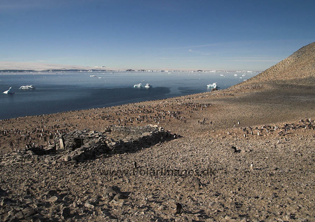 Larsen's hut, Paulet Island 0033