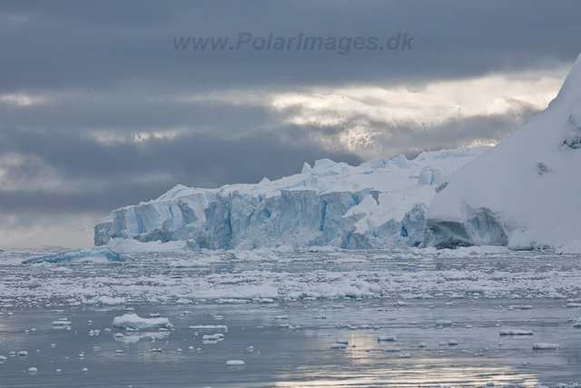 Andvord Bay_MG_6129