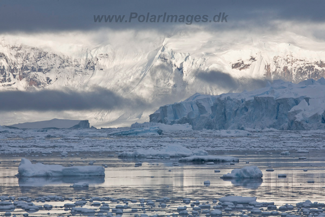 Andvord Bay_MG_6166