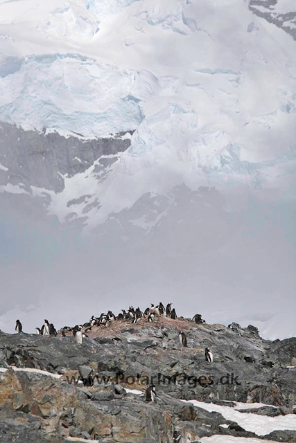 Cuverville Gentoo_MG_5865