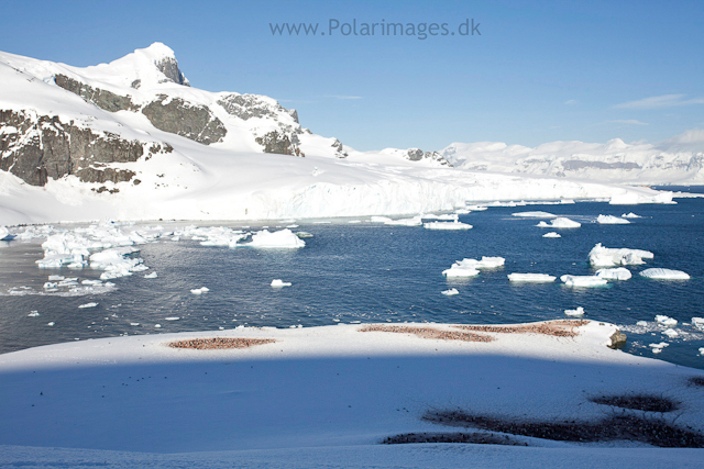 Cuverville Island_MG_0365