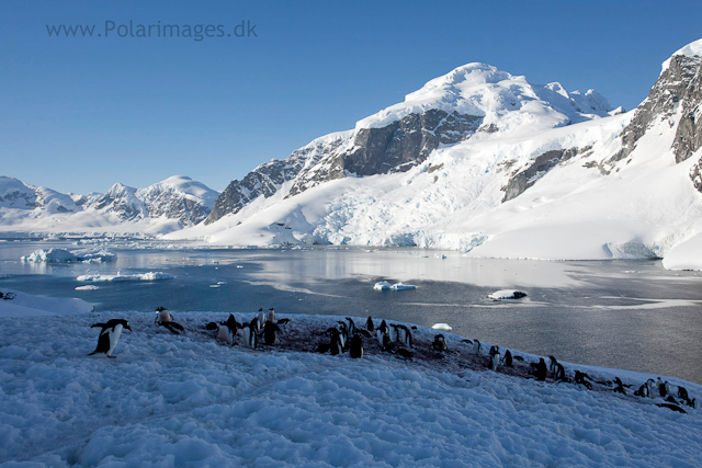 Cuverville Island_MG_0371