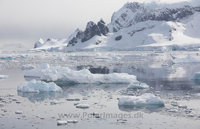 Cuverville Island, November_MG_8078