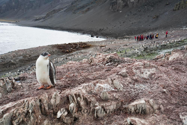 Gentoo chick, Hannah Point_MG_6547