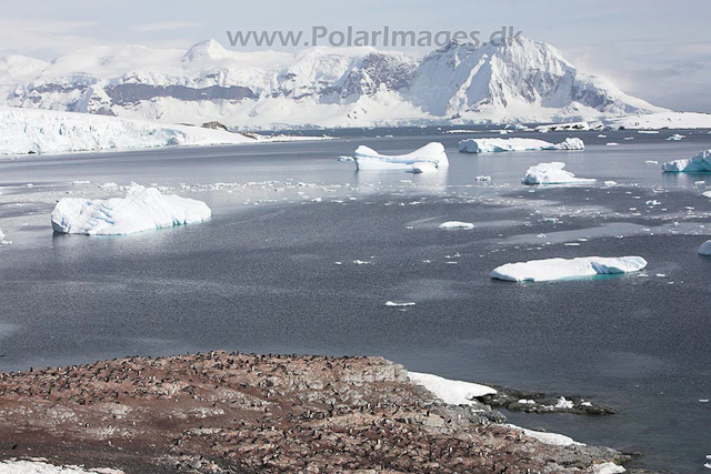 Gentoo penguins, Cuverville Island_MG_8707