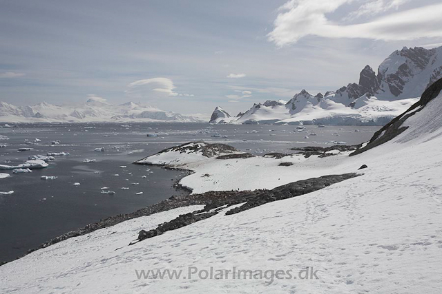 Gentoo penguins, Cuverville Island_MG_8714